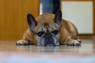 French bulldog laying on floor