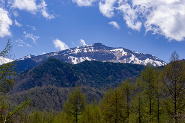 Fototapeta premium 残雪の硫黄岳とカラマツ林の芽吹き