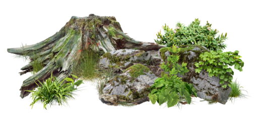 Cut out tree stump. Mossy tree roots. Old tree stub surrounded by green foliage. Dead tree isolated on transparent background