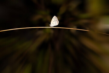  외줄타기 묘기를 보여주는 나비 