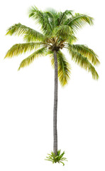 Fototapeta na wymiar Palm tree. Green tree isolated on transparent background. Coconut tree