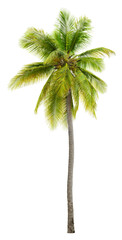 Palm tree. Green tree isolated on transparent background. Coconut tree