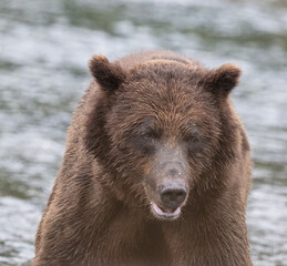 Closeup Portrait of Brown Bear, Windfall Harbor