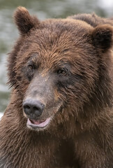 Closeup Portrait of Brown Bear, Windfall Harbor