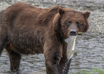 Brown Bear with Salmon  Dinner, Windfall Harbor