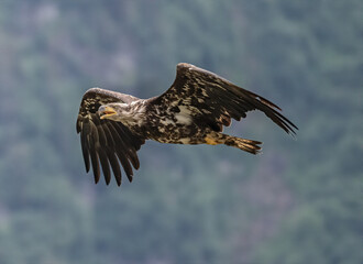 Young Bald Eagle in Flight