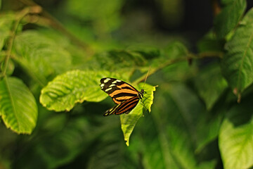 Butterfly on leaves