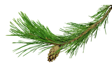 pine branch with cones, isolated on transparent without shadow. PNG Close-up. Christmas. New Year.