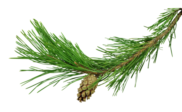 pine branch with cones, isolated on transparent without shadow. PNG Close-up. Christmas. New Year.