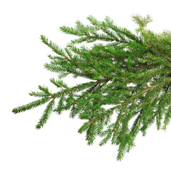 Obraz premium Fir branches isolated on transparent without shadow. PNG