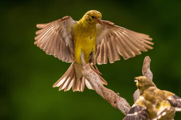 Gold Finch flying onto a branch
