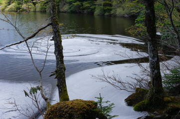 初夏の白駒池・流れ出した樹液の泡
