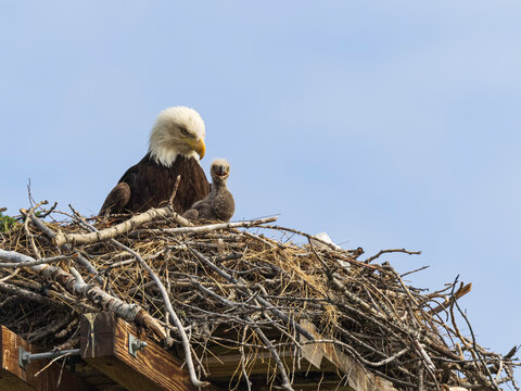 American Bald Eagle with Chick