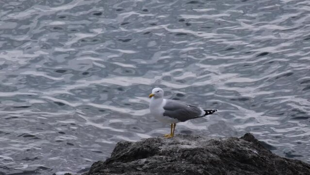 Close-up of a Yellow-legged gull (Larus michahellis) standing on a rock against wavy sea water and opening his mouth. Slow motion of white and grey seagull bird with yellow beak speaking or yelling
