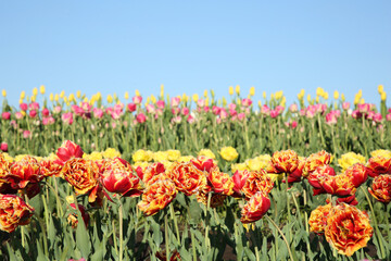 Beautiful colorful tulip flowers growing in field on sunny day