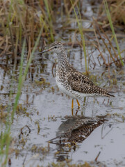 Lesser Yellowlegs in Alaska