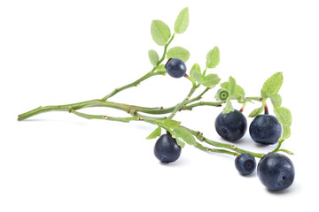 Branch with ripe bilberries and green leaves isolated on white