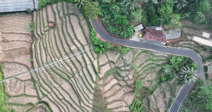 mountain rice fields