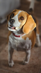 Beagle perro gracioso