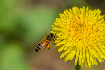 abeja polinizando
