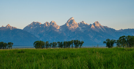 Grass Field and Sparse Lines Of Trees Stand Below Grand Teton