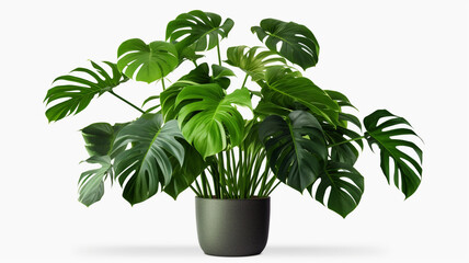 Monstera, potted plants on white background.