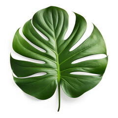 Monstera, green plant leaf, Green tropical leaf on white background.