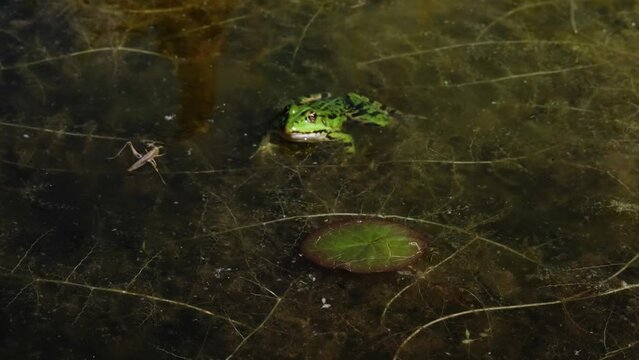 Slow motion of marsh frog (Pelophylax ridibundus) jumping, catching and eating a grasshopper. Green frog sitting in the water patiently and waiting for lunch. Aquatic animal hunting in a pond. 4K