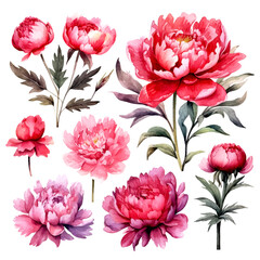vector set red peony flowers, red flower for wedding invitation decoration