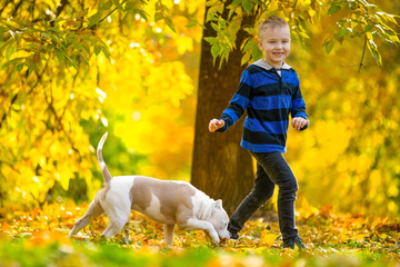 Happy child boy walking american bull dog in autumn park, friendly family in yellow fallen leaves. Carefree childhood, friendship Golden fall, forest on sunny day child with pet jogging little handler