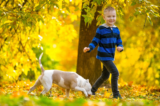 Happy child boy walking american bull dog in autumn park, friendly family in yellow fallen leaves. Carefree childhood, friendship Golden fall, forest on sunny day child with pet jogging little handler
