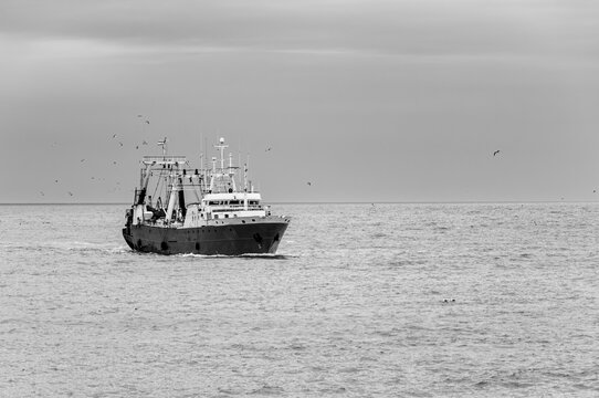 Trawler fishing vessel, hake, freezer, factory, with a carrying capacity of 1326 t DWT, sailing in the Atlantic Ocean.