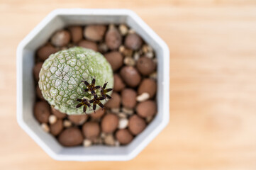 A Pseudolithos with flowers blooming. The cluster of flowers is fly pollinated and smells like rotten meat.