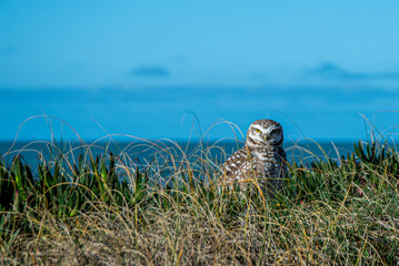 A barn owl, Athene Cunicularia, on the grass on top of a dune near the nest.	