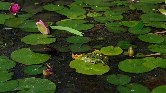 Slow motion of marsh frog (Pelophylax ridibundus) catching and eating a tiny insect. Green frog sitting in the water among waterlily leaves and waiting for lunch. Animals hunting in a pond. 4K