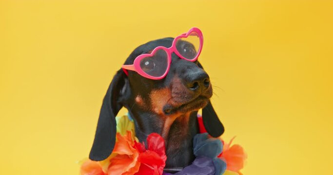 Pet dachshund in pink heart shape glasses poses for magazine cover. Domestic dog model participates in photo-shoot in yellow studio