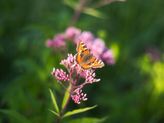 A small tortoiseshell on a purple flower 