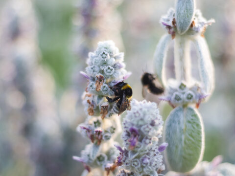 Bees on white hairy flowers