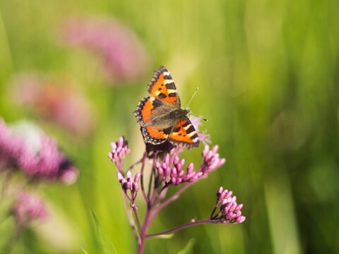 A small tortoiseshell on a purple flower 