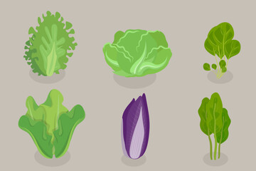 3D Isometric Flat Vector Set of Salad Greens - obrazy, fototapety, plakaty