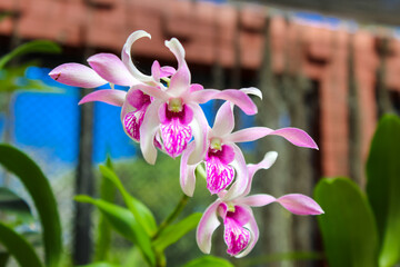 Flowering pink and white orchids, Botanical Garden in Peradeniya, Sri-Lanka