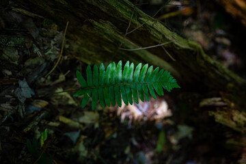 Rays of light falling on fern leaf in a forest