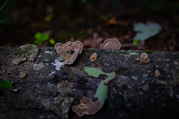 Fungus growing on fallen tree trunk