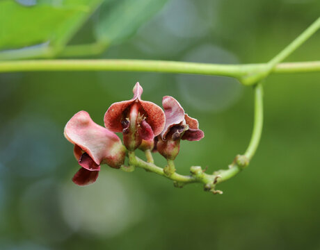 The American Groundnut (Apios americana) is an edible plant native to North America.  It grows over other plants as a vine.  Both the fruit and tubers can be eaten. 