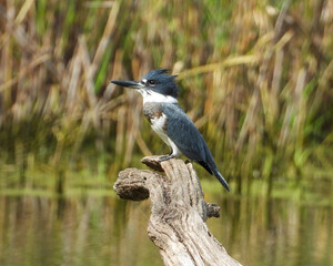 Belted Kingfisher (Megaceryle alcyon) North American Bird
