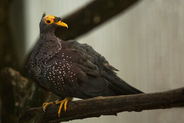African olive pigeon or Rameron pigeon.(Columba arquatrix).