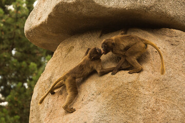 The Gelada Baboon (Theropithecus Gelada) in zoo .