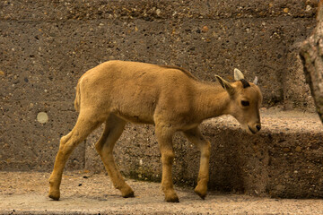 The Barbary sheep  (Ammotragus lervia).