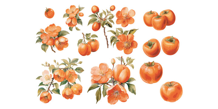 watercolor persimmon clipart for graphic resources