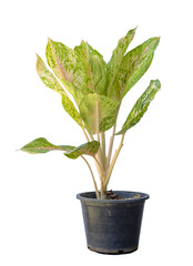 Close-Up Shot Of Aglaonema Species Red Green